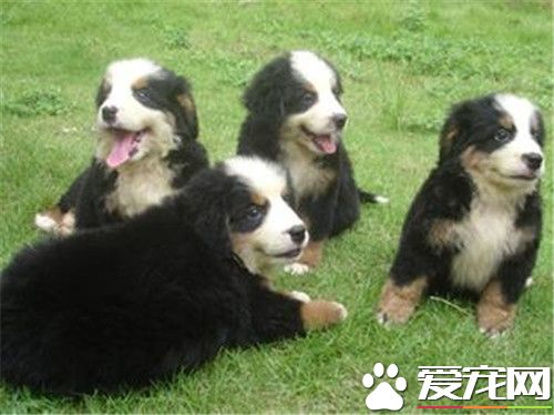 伯恩山犬一年交配幾次 母犬6到8個月發情一次