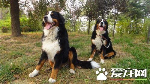 伯恩山犬夏天用剪毛嗎 修理毛發是很有必要的