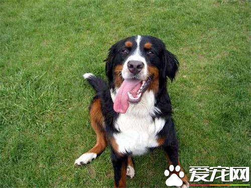 伯恩山犬咬人嗎 是一種領地意識很強的動物