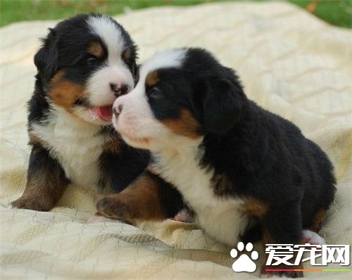 伯恩山犬咬人嗎 是一種領地意識很強的動物