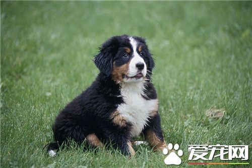 伯恩山犬夏天用剪毛嗎 修理毛發是很有必要的