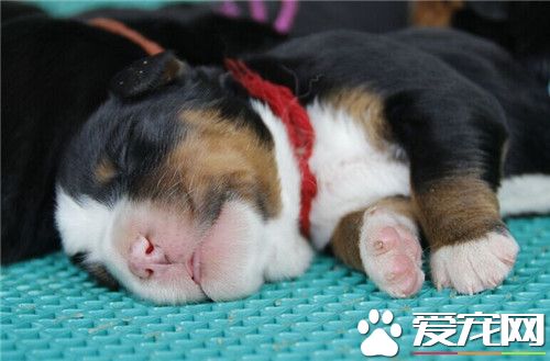 伯恩山犬夏天用剪毛嗎 修理毛發是很有必要的