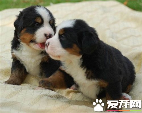 伯恩山犬喜歡吃什麼 伯恩山犬喂食要點