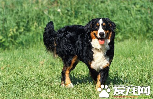 伯恩山犬喜歡吃什麼 伯恩山犬喂食要點