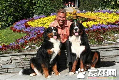 伯恩山犬喜歡吃什麼 伯恩山犬喂食要點