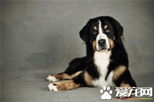 伯恩山犬為什麼貴 價格一般4000元到6000元