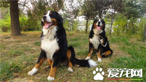 伯恩山犬為什麼貴 價格一般4000元到6000元