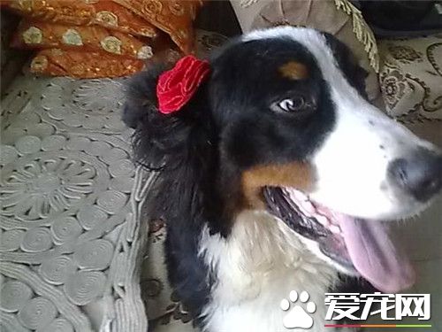 伯恩山犬體味大嗎 伯恩山犬基本上沒有體臭