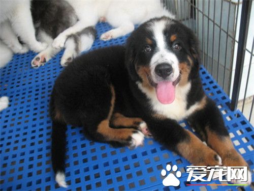 伯恩山犬體味大嗎 伯恩山犬基本上沒有體臭