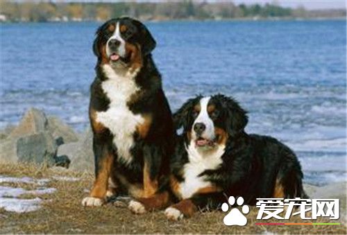 伯恩山犬體味大嗎 伯恩山犬基本上沒有體臭