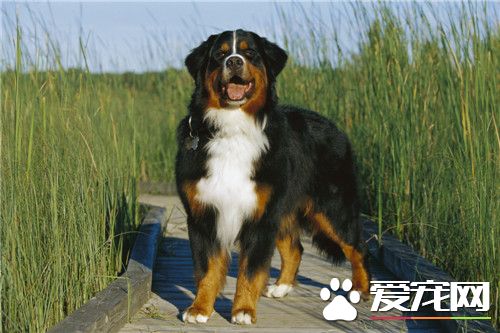 伯恩山犬特點 伯恩山犬是個勇敢安靜且對人友善