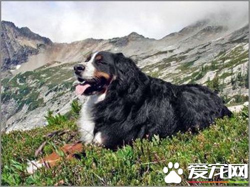 伯恩山犬特點 伯恩山犬是個勇敢安靜且對人友善
