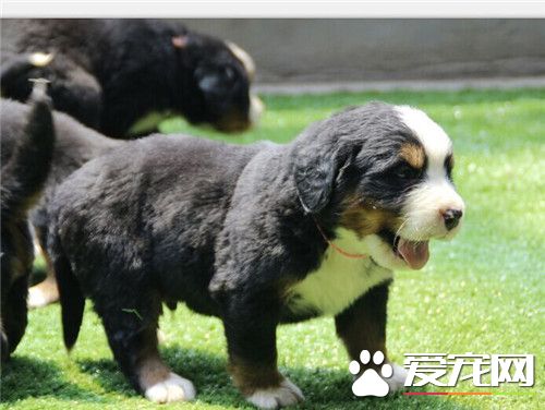 伯恩山犬上下樓可以嗎 狗狗會自行上下樓梯