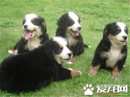 伯恩山犬上下樓可以嗎 狗狗會自行上下樓梯