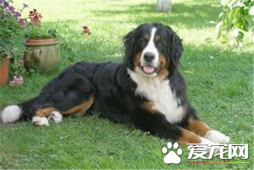 伯恩山犬上下樓可以嗎 狗狗會自行上下樓梯