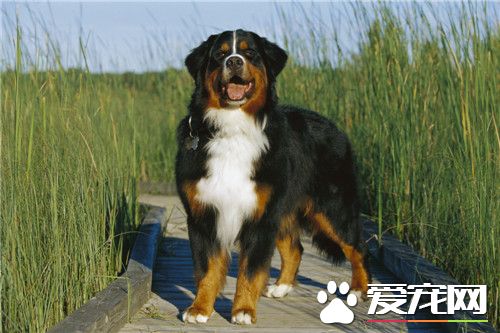伯恩山犬如何喂養 伯恩山犬吃什麼狗糧好