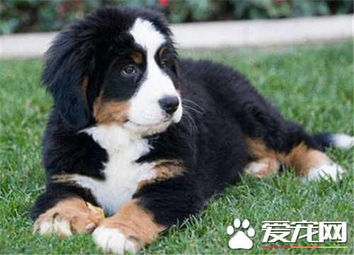 伯恩山犬如何過夏天 基本護理控制環境溫度