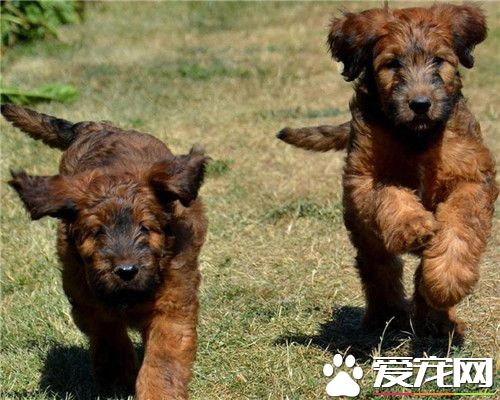 伯瑞犬優缺點 很具有個性和創意聰明而無畏