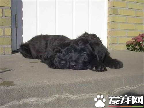 伯瑞犬優缺點 很具有個性和創意聰明而無畏