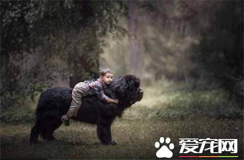 伯瑞犬智商排名 伯瑞犬智商排名在第30位