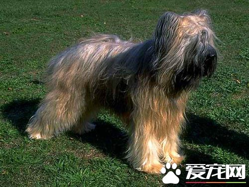 伯瑞犬智商排名 伯瑞犬智商排名在第30位
