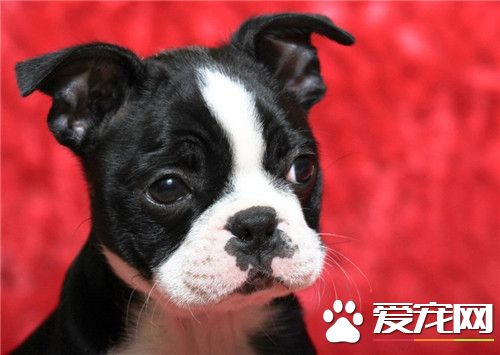 波士頓梗犬的個性 波士頓梗犬的形態特征