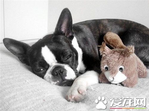 波士頓梗犬的個性 波士頓梗犬的形態特征