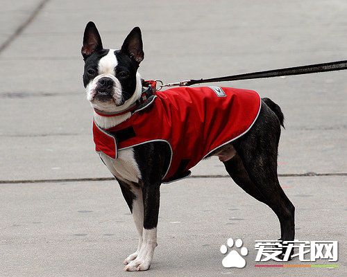 波士頓梗會叫嗎 波士頓梗是會叫的狗狗