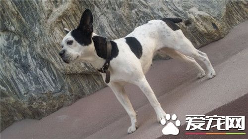 波士頓梗會叫嗎 波士頓梗是會叫的狗狗