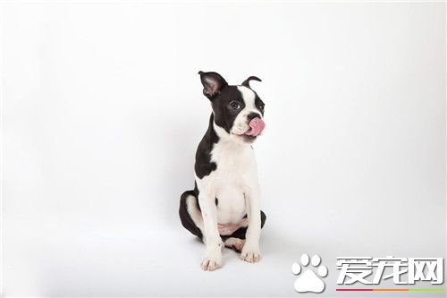 波士頓梗和英斗哪個貴 波士頓梗比較貴