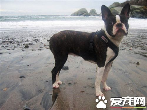 波士頓梗和英斗哪個貴 波士頓梗比較貴