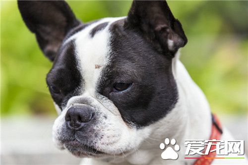 波士頓梗和吉娃娃的區別 波士頓梗顏色是虎斑色