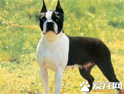 波士頓梗和吉娃娃的區別 波士頓梗顏色是虎斑色
