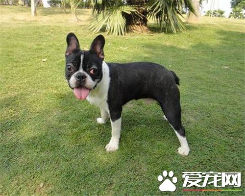 波士頓梗和法國斗牛犬的區別 長相類似個頭不同