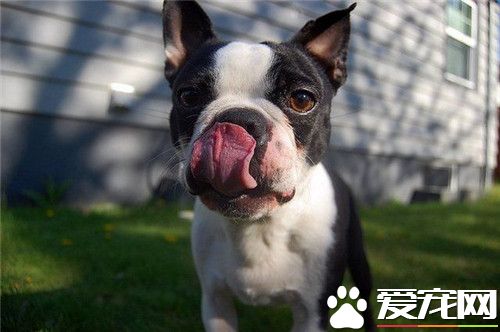 波士頓梗和法國斗牛犬的區別 長相類似個頭不同