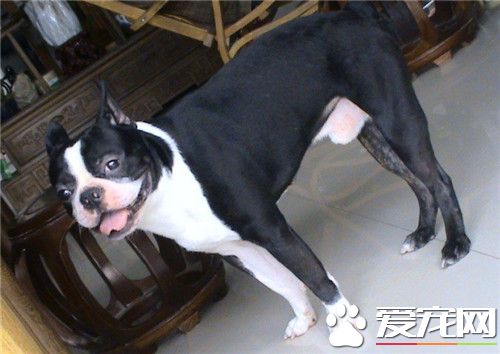 波士頓梗和法斗哪個好養 波士頓梗比較好養