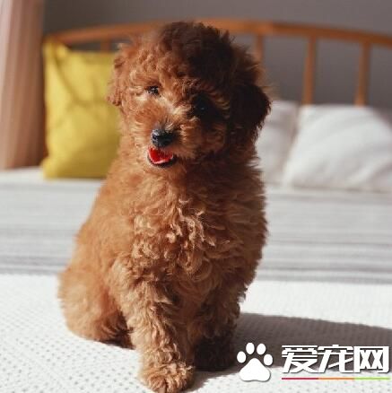 標准泰迪犬體型 標准泰迪犬的肩高多少