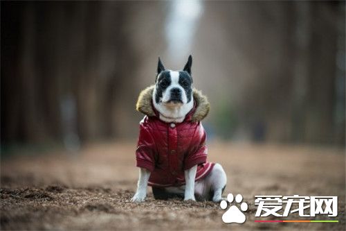 波士頓梗和法斗哪個好 波士頓梗和法斗的區別