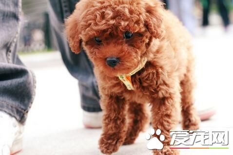 標准型泰迪犬體重 玩具的一般是4到6斤