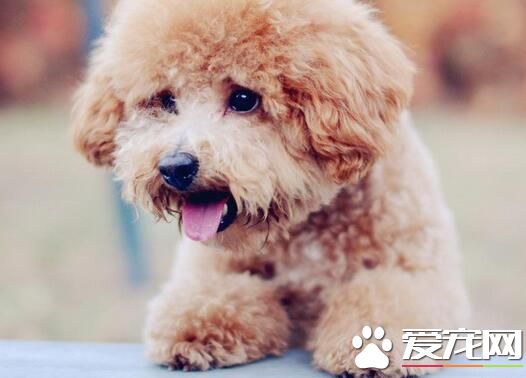 標准型泰迪犬體重 玩具的一般是4到6斤