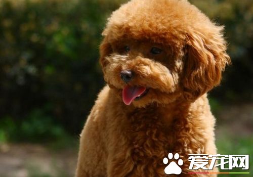 標准型泰迪犬體重 玩具的一般是4到6斤