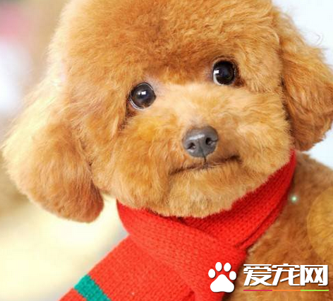 辨別玩具貴賓犬 玩具貴賓犬的標准