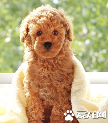 辨別玩具貴賓犬 玩具貴賓犬的標准