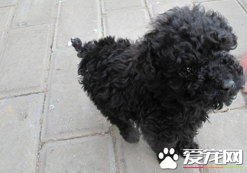 標准貴賓犬壽命 貴賓犬平均壽命是14歲