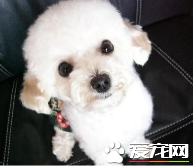 標准貴賓犬成年後多重 貴賓犬能長多大
