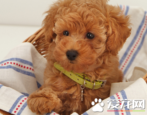 標准貴賓犬成年後多重 貴賓犬能長多大