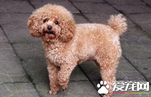 標准貴賓犬體重 標准體重3到6公斤左右