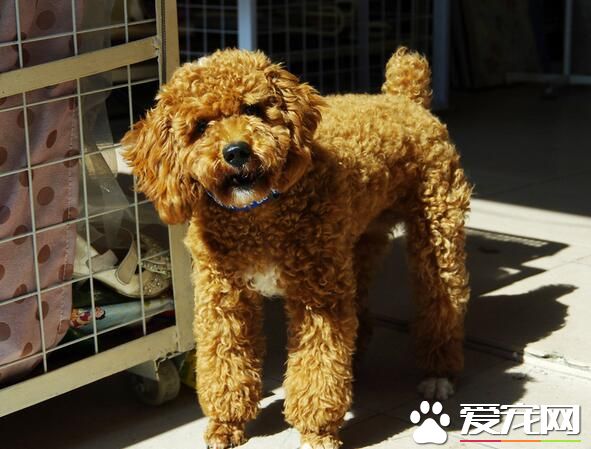 標准貴賓犬壽命 貴賓犬平均壽命是14歲
