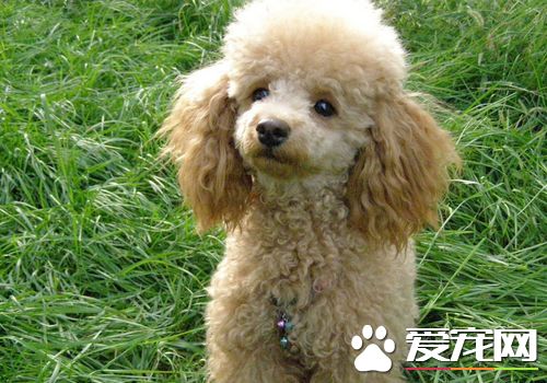標准貴賓犬體重 標准體重3到6公斤左右