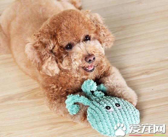 標准貴賓犬壽命 貴賓犬平均壽命是14歲